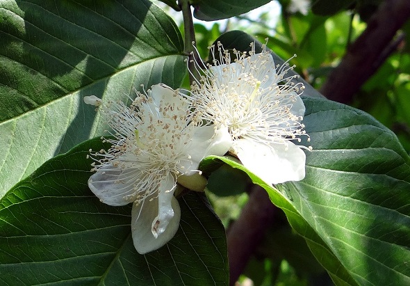 frunzele si florile arborelui in care creste guava