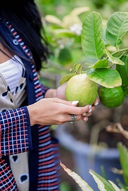 femeie care tine in mana o guava aflata pe creanga arborelui in care creste