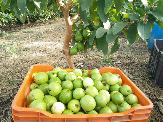 arborele in care creste guava si fructe proaspete puse intr-o lada 
