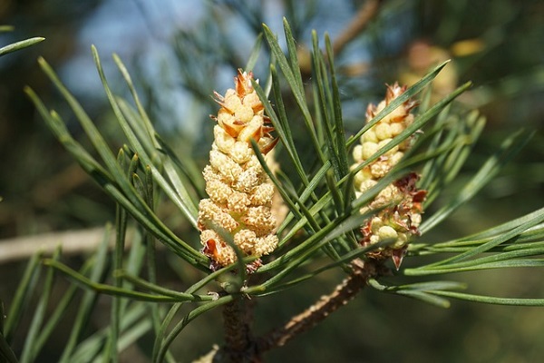 ace si conuri ale pinului din specia Pinus sylvestris