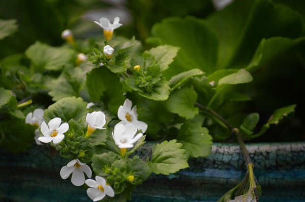 Planta Bacopa monnieri inflorita intr-un vas