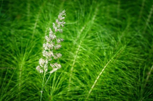 planta si floare de coada calului