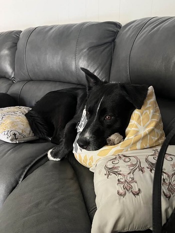 caine border collie stand cuminte pe o canapea