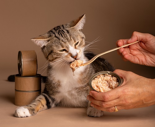 femeie care incearca sa hraneasca o pisica folosind hrana umeda