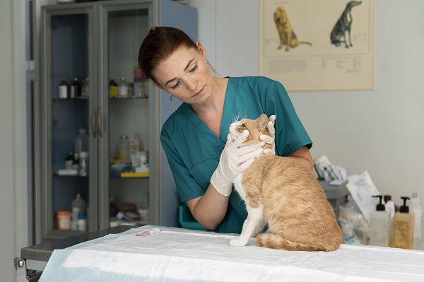 doctorita veterinar care examineaza o pisica