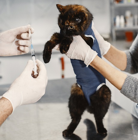 pisica care urmeaza sa fie vaccinata de catre medicul veterinar
