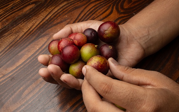 persoana adulta care tine in mana fructe proaspete de camu camu