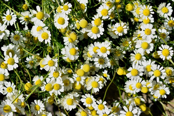 flori de musetel in natura
