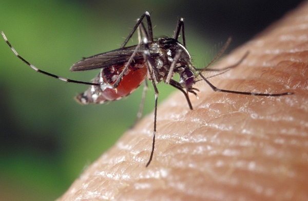 țânțar-femelă din specia Aedes albopictus