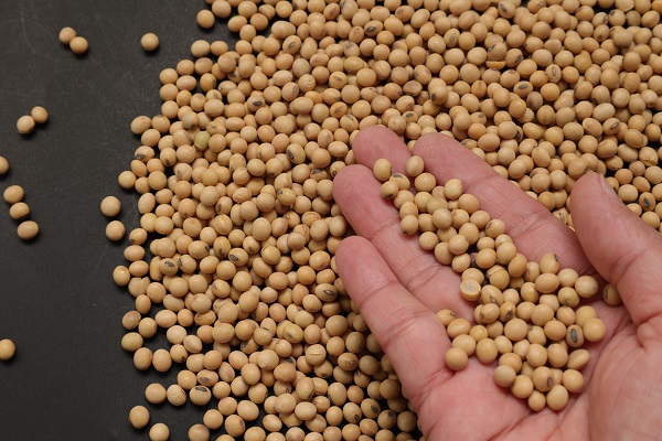boabe de soia in mana unei femei si boabe de soia raspandite pe o suprafață închisă la culoare