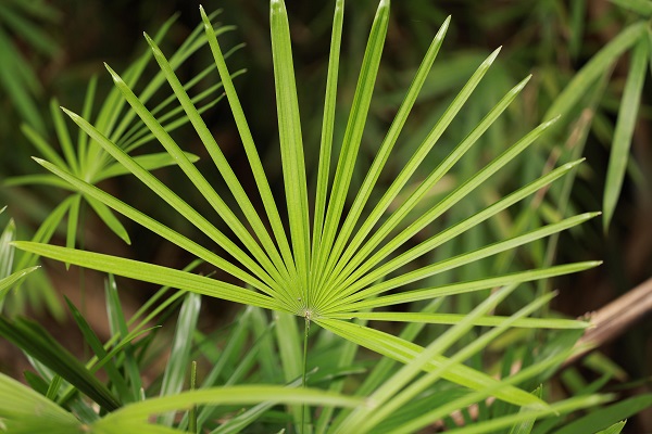 frunze ale arborelui Serenoa repens sau palmierul pitic, imagine in detaliu din natura