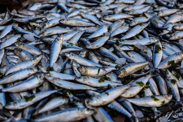 gramada de sardine proaspete, cu urme de alge pe ele