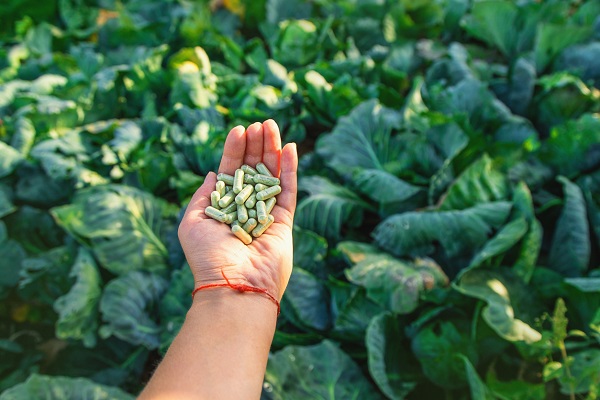 mana de femeie cu un fir rosu la mana, care tine capsule verzi, in timp ce se afla in fata unei plantatii de legume cu frunze verzi