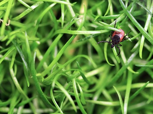 specie de capusa din familia Ixodes, care transmite virusul Powassan, insecta aflandu-se printre firele de iarba