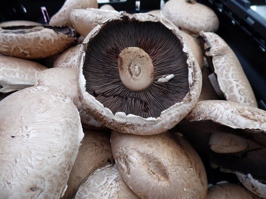 ciuperci Portobello proaspete, puse intr-o lada neagra