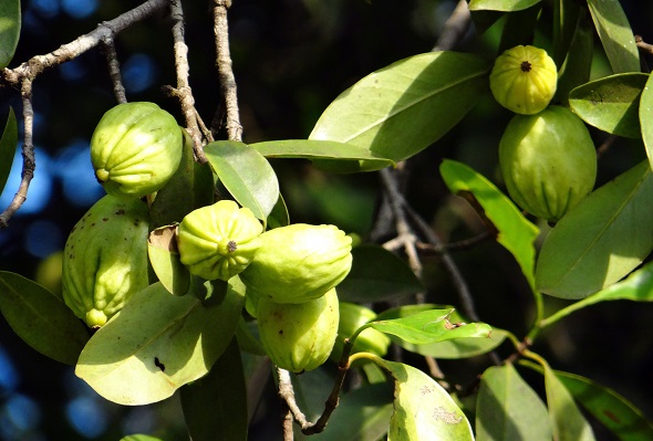 Ramura arborelui tamarind de Malabar cu fructele de Garcinia cambogia, care nu sunt inca coapte