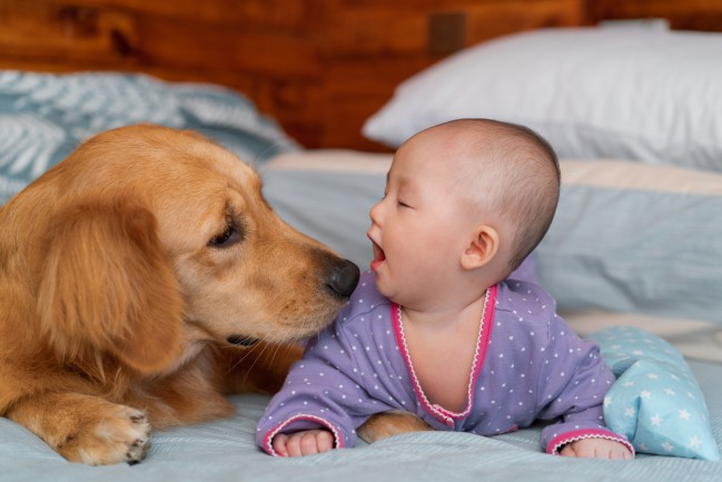 bebelus si golden retriever