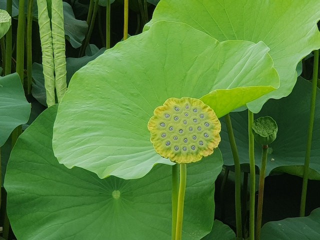 seminte de floare de lotus