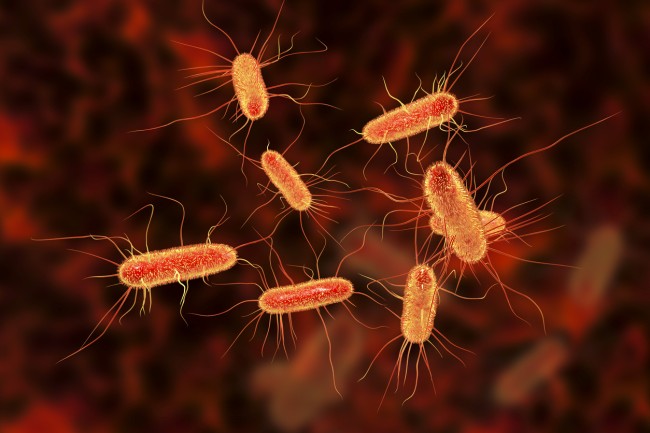 e-coli ilustratie