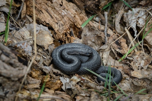 vipera neagra