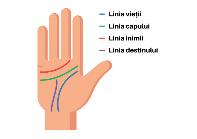 Ilustratie cu palma in care sunt evidentiate liniile pentru chiromantie