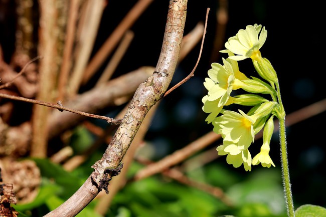 Flori de ciubotica cucului in apropierea unor crengi