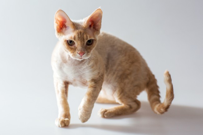 pisica cornish rex