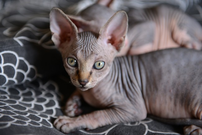 pisica sfinx sau sphynx