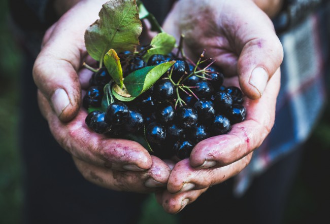 fructe de aronia