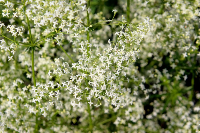 flori de sanziene albe