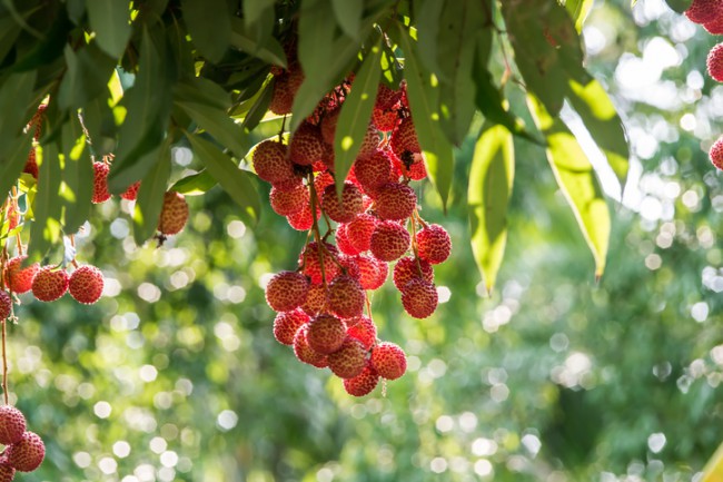 planta litchi