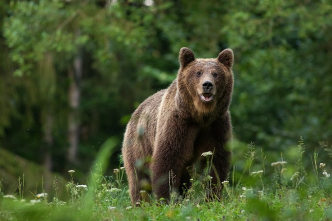 urs carpatin intr-o padure din Romania