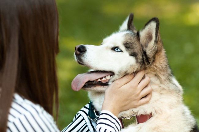 o femeie care mangaie un caine husky