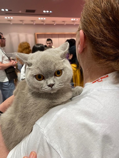 pisica British Shorthair