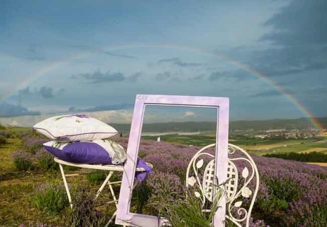 lan de lavanda