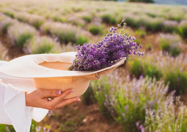 lavanda in palarie