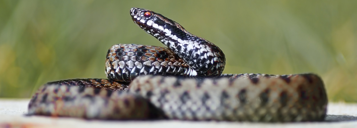 vipera din romania