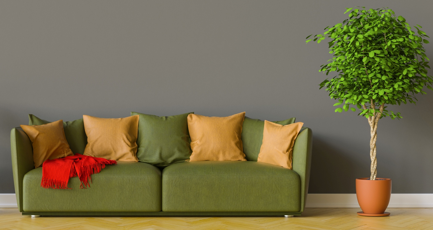 canapea verde cu perne colorate pe un perete gri alaturi de o planta pachira specifica feng shui