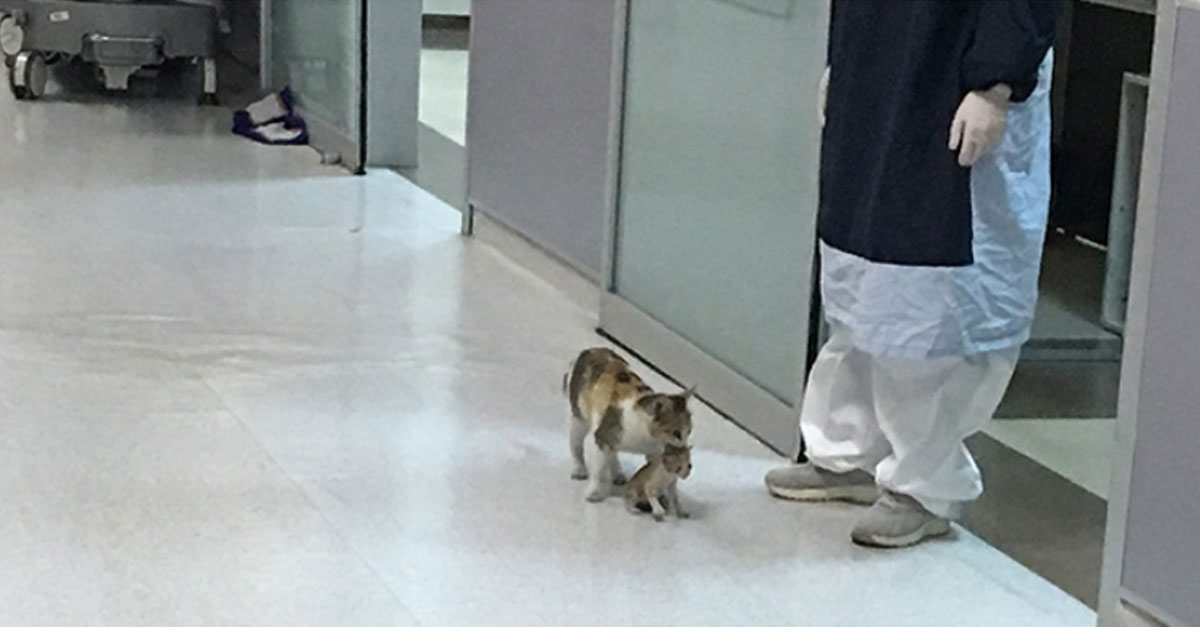pisica cu pui la spital
