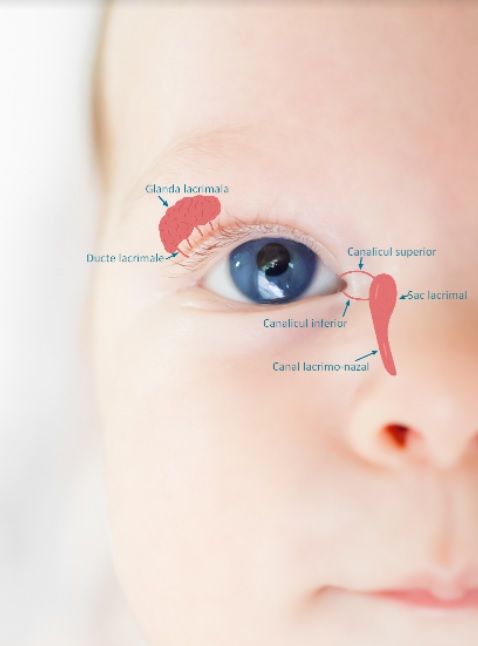 portret de bebelus cu infografic privind structura ochiului