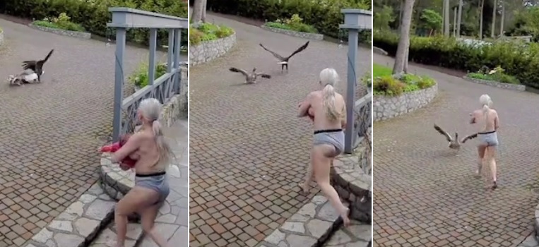 mama alaptand alergand dupa un vultur care ataca o gasca