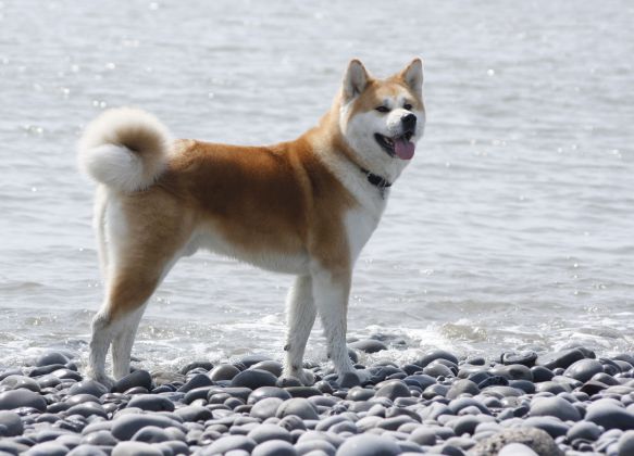 akita