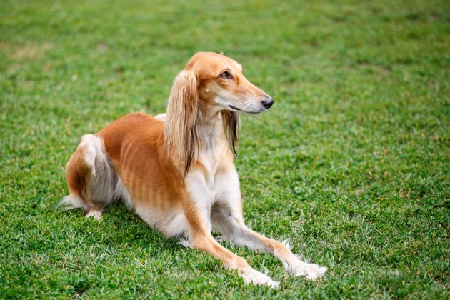 saluki