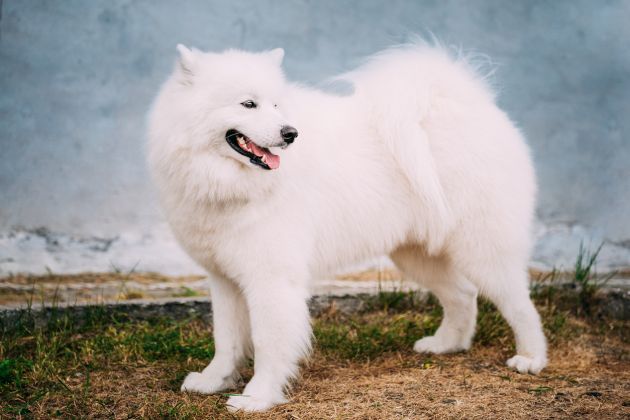 samoyed