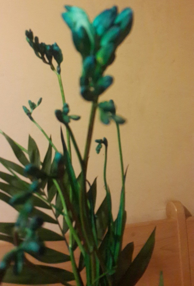 Frezii verzi-albastrui