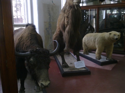 Muzeul zoologic Cluj