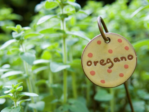 Oregano