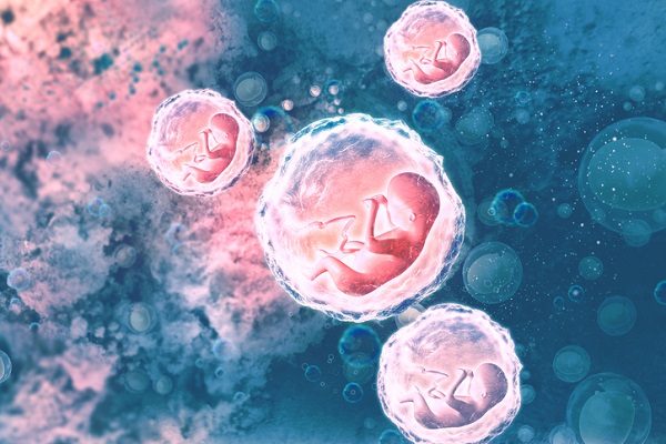 celule cu embrioni fetali