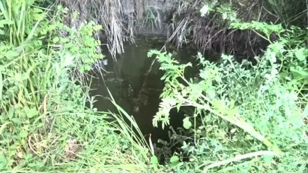 put cu apa inconjurat de verdeata
