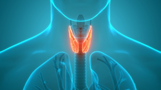 desen-cu-fundal-albastru-inchis-in-care-este-prezentata-tiroida-in-culoarea-portocaliu